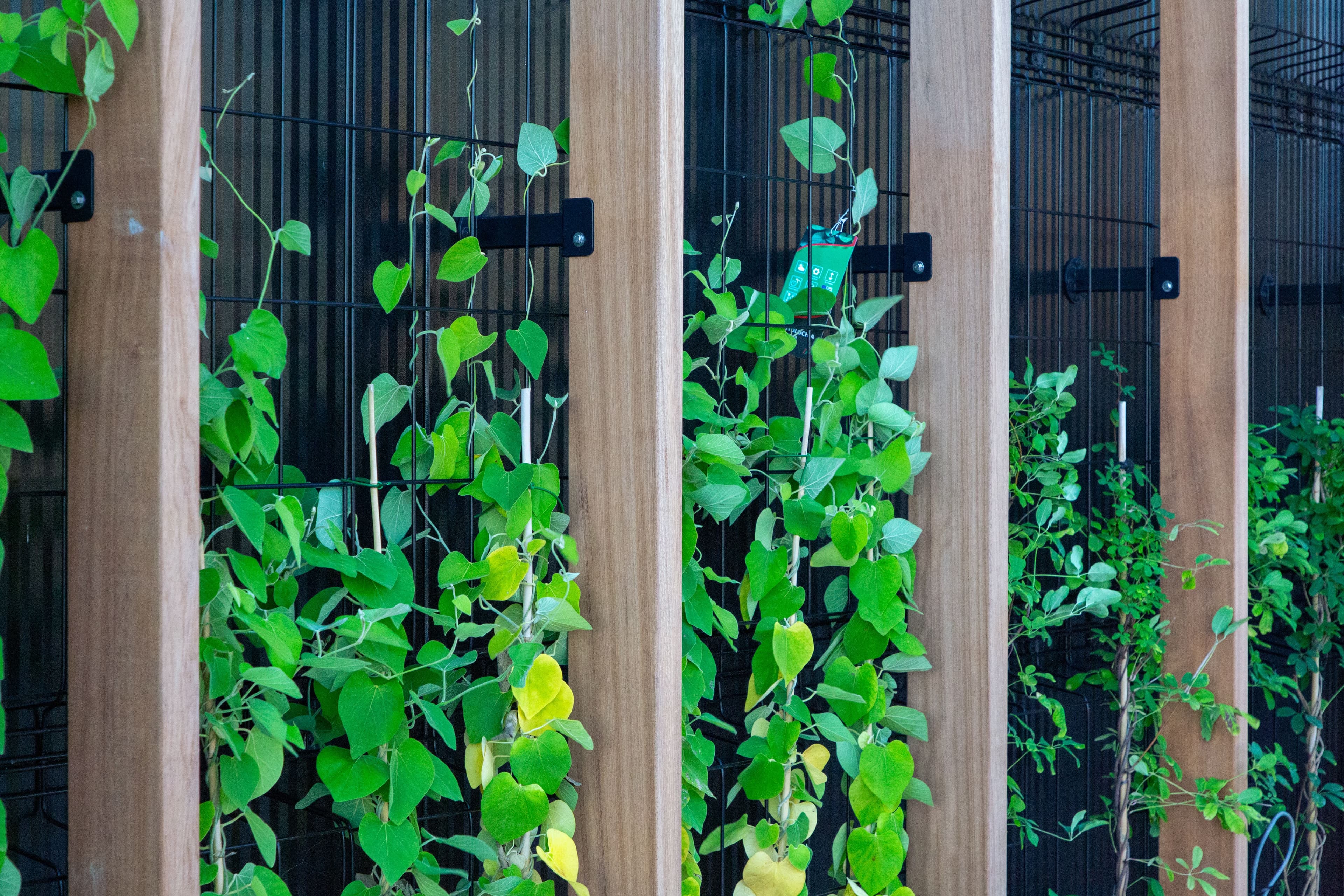 Groene gevel met houten lamellen