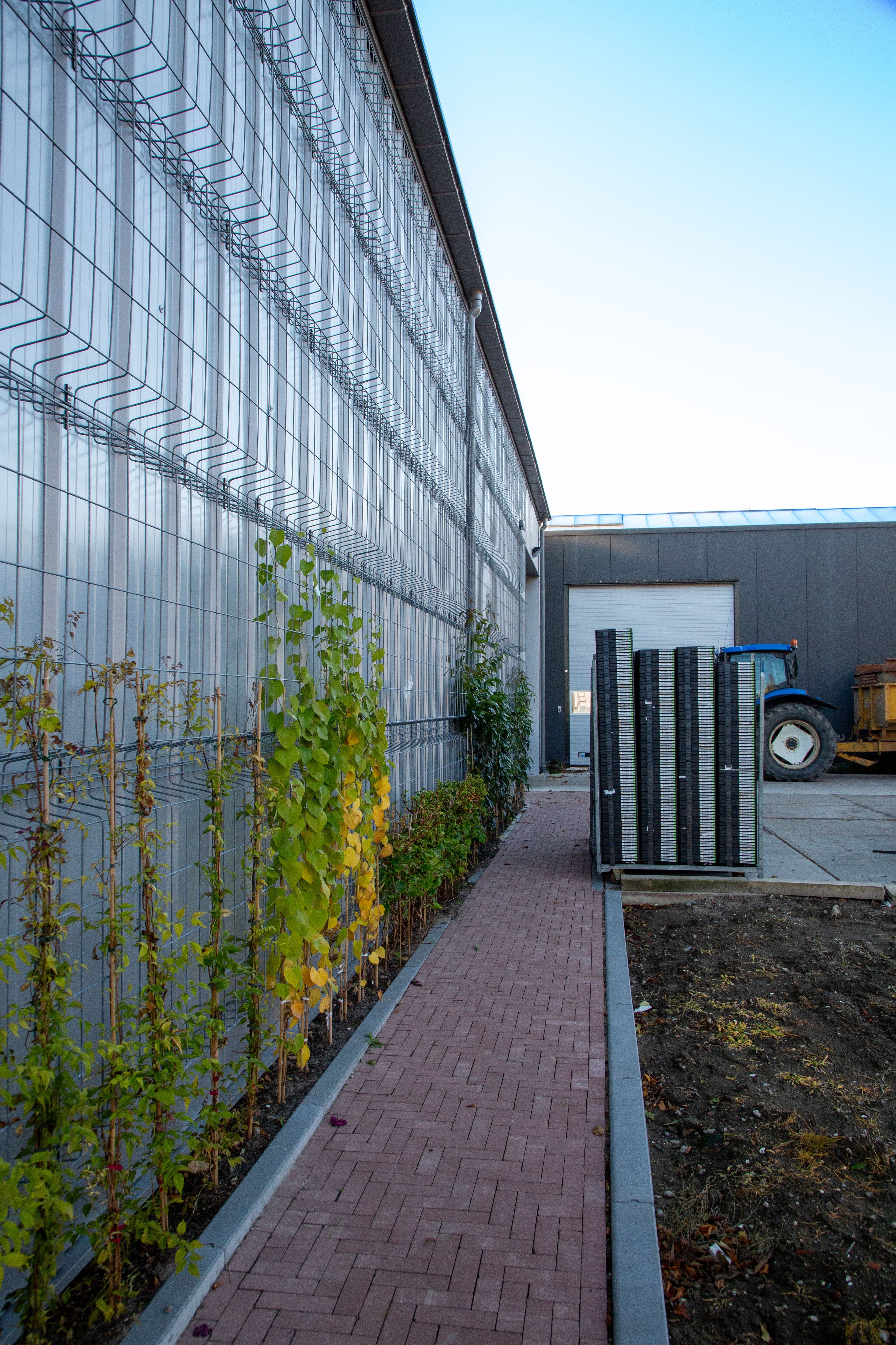 Klimplanten langs gevel Hopmans