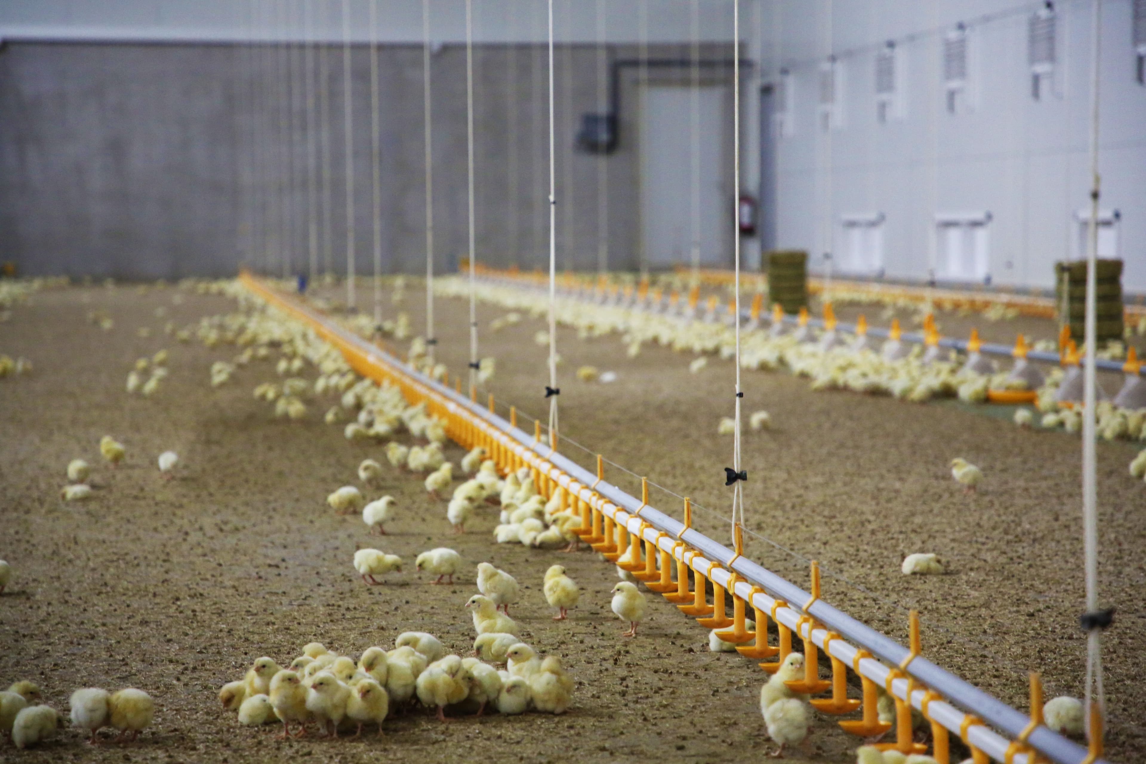 Binnenzijde van een moderne pluimveestal met geïsoleerde dak- en wandpanelen