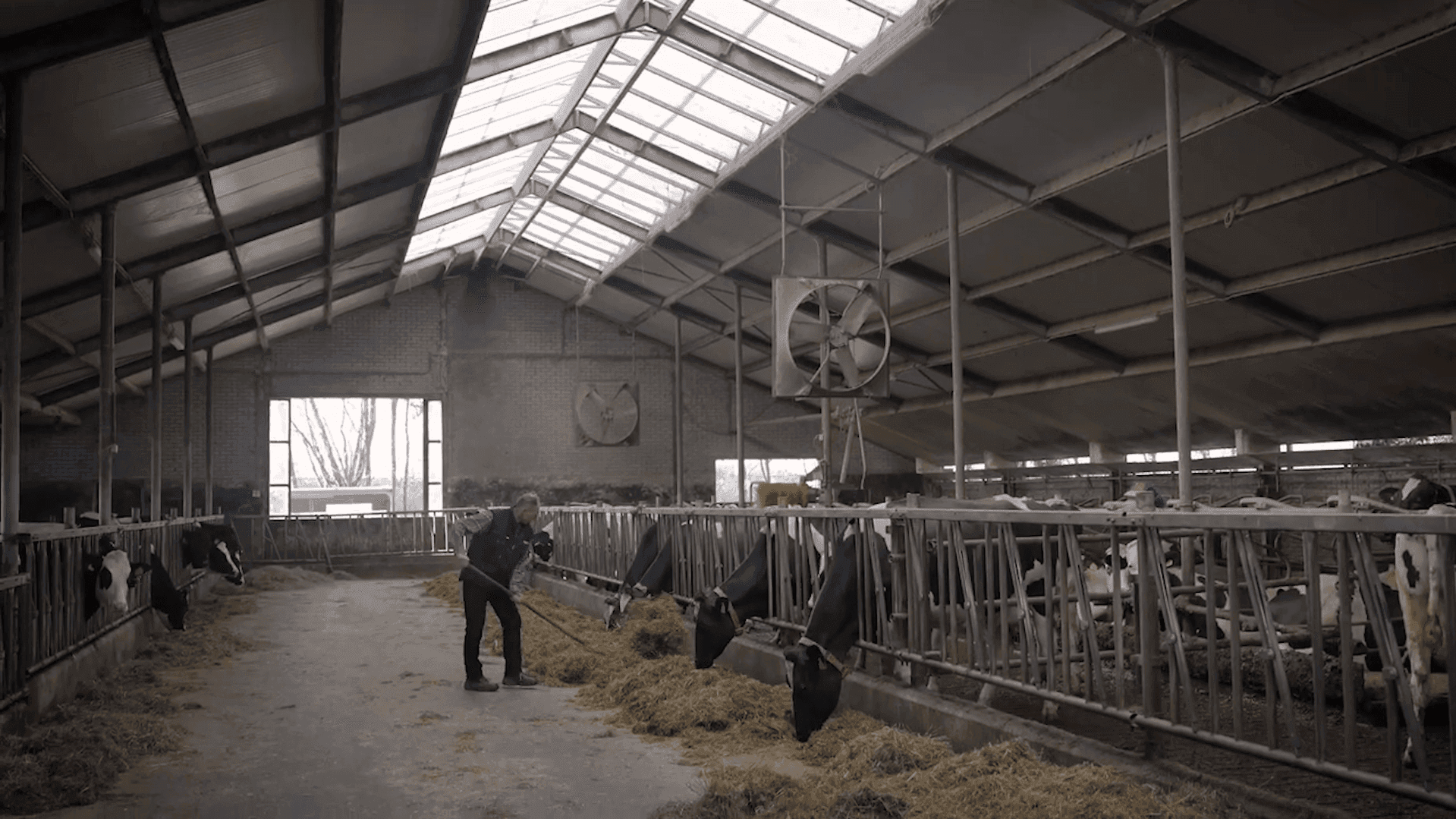 Stal van melkveebedrijf Johan Mulder