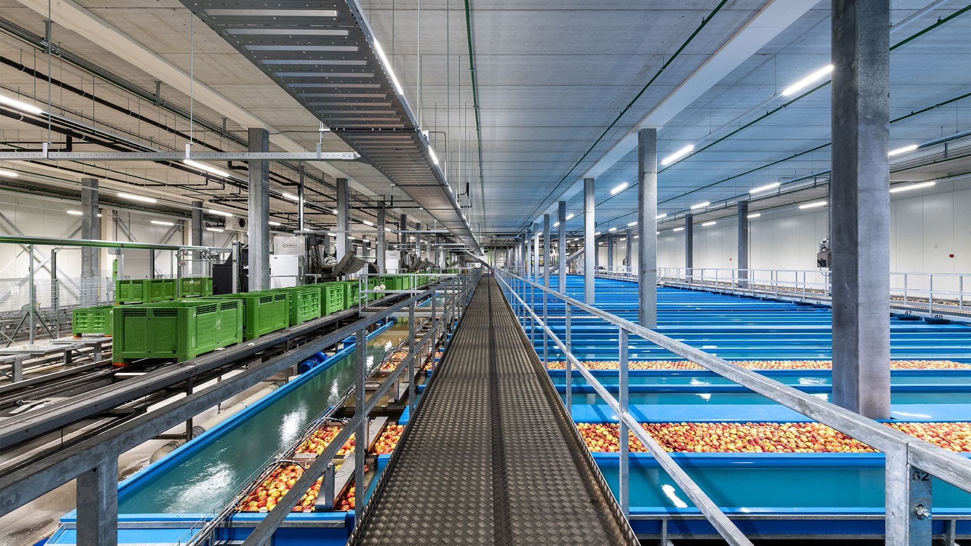 Sorteerlijn voor appels in productiehal van Fruitmasters in Geldermalsen